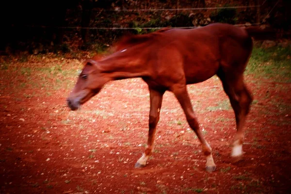 晴れた日に牧草地で母馬と彼女の小さな運命 クローズアップ肖像画 頭を撃たれた美しいです雌馬とともに彼女の運命 — ストック写真