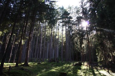 Orman yaz manzarası güneşli havada 