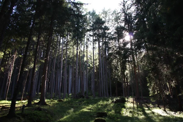 Lesní Letní Krajina Slunečného Počasí — Stock fotografie
