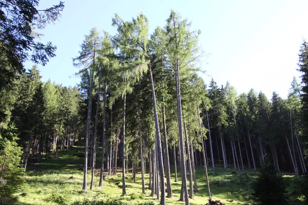 Лісовий Літній Пейзаж Сонячну Погоду — стокове фото