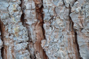 Meşe ağacı kabuğu. Tasarım için soyut arkaplan