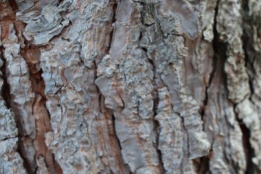 Meşe ağacı kabuğu. Tasarım için soyut arkaplan