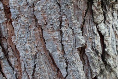 Meşe ağacı kabuğu. Tasarım için soyut arkaplan