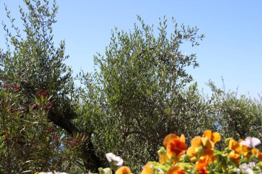 Renkli ve çeşitli çiçekler arka planda zeytin ağacı ve mavi gökyüzü