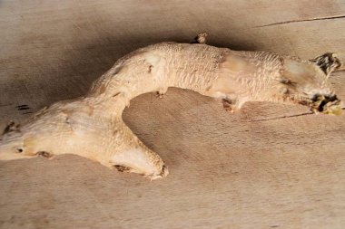 Tahta üzerinde taze zencefil kökü. Ginger yemek yapmak ve içki hazırlamak için uygundur..