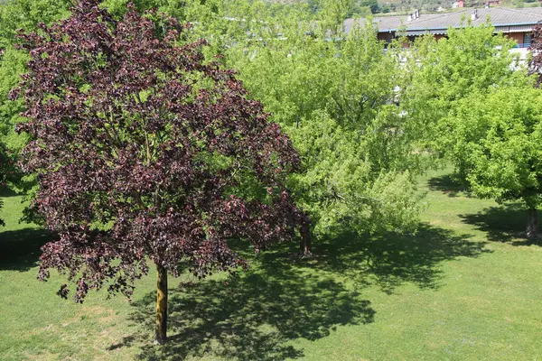 Naturblick Mit Bäumen Park Blick Von Oben — Stockfoto