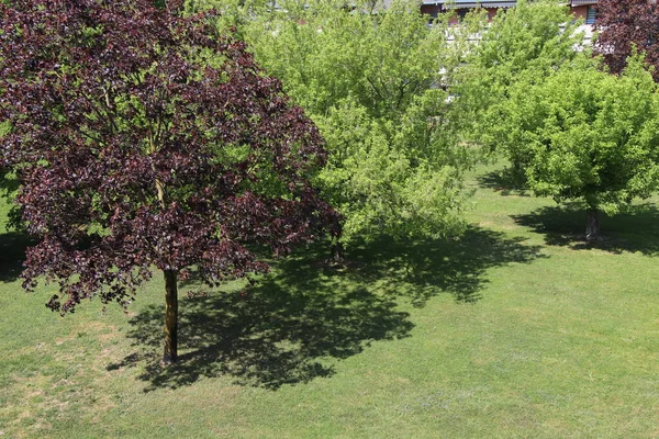 natural view with trees in the park, top view