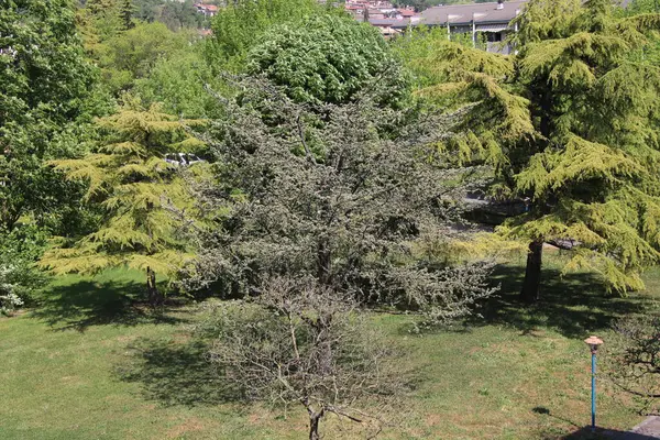 Природный Вид Деревьями Парке Вид Сверху — стоковое фото