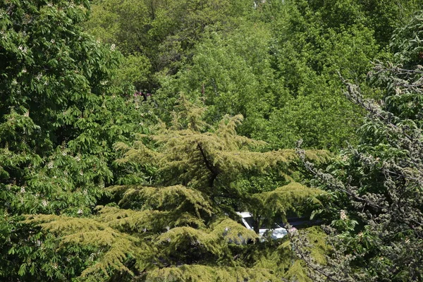 natural view with trees in the park, top view