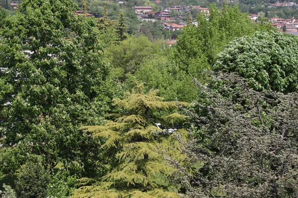 Vista Natural Con Árboles Parque Vista Superior — Foto de Stock