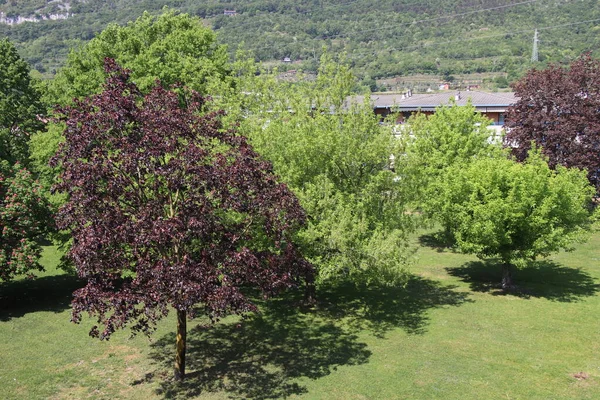 natural view with trees in the park, top view