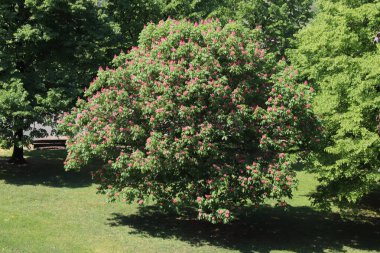 Parkta ağaçların olduğu doğal manzara
