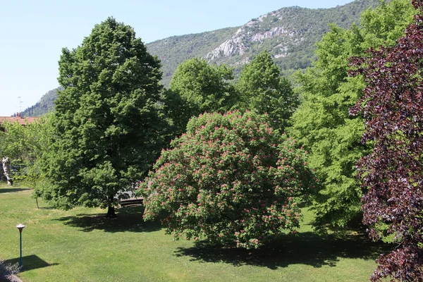 Talya Ağaçlar Dağlarla Dolu Doğal Manzara — Stok fotoğraf
