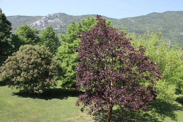 Krajobraz Naturalny Drzewami Górami Włoszech — Zdjęcie stockowe
