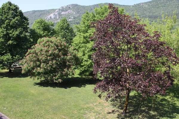Naturlandschaft Mit Bäumen Und Bergen Italien — Stockfoto