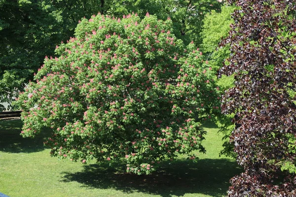 Spring Landscape Spring Flowers Blooming Spring Tree Stock Image