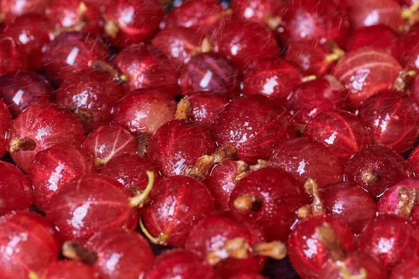 Fresh washed berries gooseberries and cherries with drops of wat Stock Photo