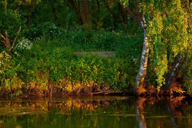 Huzurlu kırsal yaz Avrupa manzarası Yeşil ağaçlar ve va