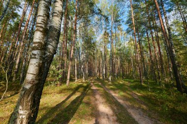 Yeşil ağaçlarla dolu bir yaz gününde güneşli Avrupa orman manzarası