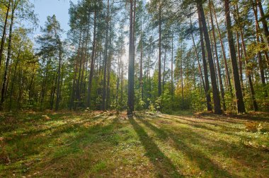 Yeşil ağaçlarla dolu bir yaz gününde güneşli Avrupa orman manzarası
