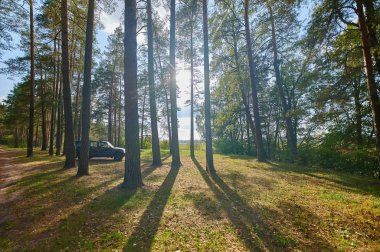 Yeşil ağaçlarla dolu bir yaz gününde güneşli Avrupa orman manzarası