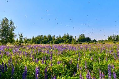 Kuşlar ve mavi çiçeklerle güneşli Avrupa yaz çayırı