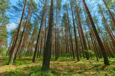 Yeşil ağaçlarla dolu bir yaz gününde güneşli Avrupa orman manzarası