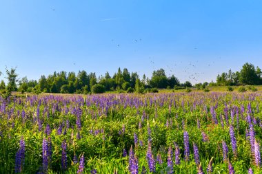 Kuşlar ve mavi çiçeklerle güneşli Avrupa yaz çayırı