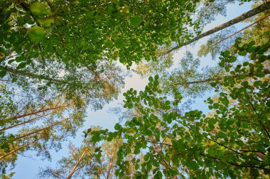 Güneşli bir yaz gününde ormandaki ağaçlardan oluşan yoğun yeşil taç.