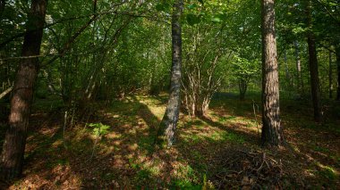Yeşil ağaçlarla dolu bir yaz gününde güneşli Avrupa orman manzarası