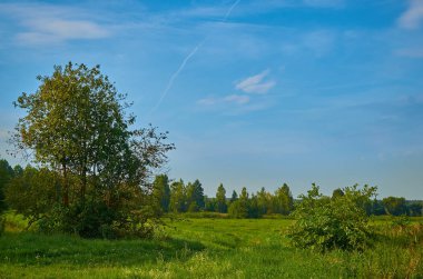 Huzurlu kırsal yaz Avrupa manzarası Yeşil ağaçlar ve va