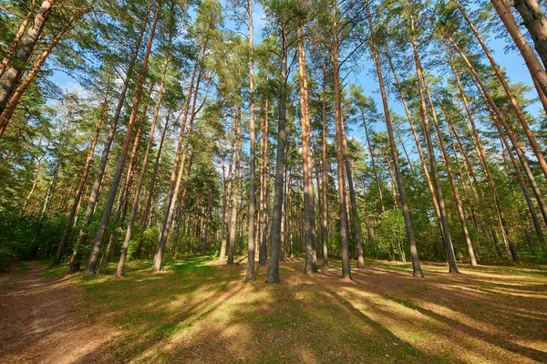 Yeşil ağaçlarla dolu bir yaz gününde güneşli Avrupa orman manzarası