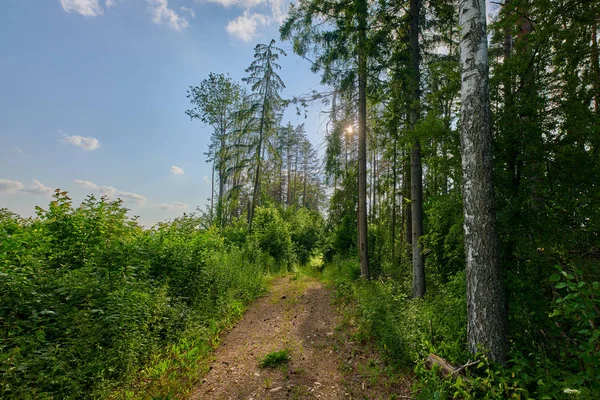 Солнечный европейский лесной пейзаж в летний день с зелеными деревьями — стоковое фото