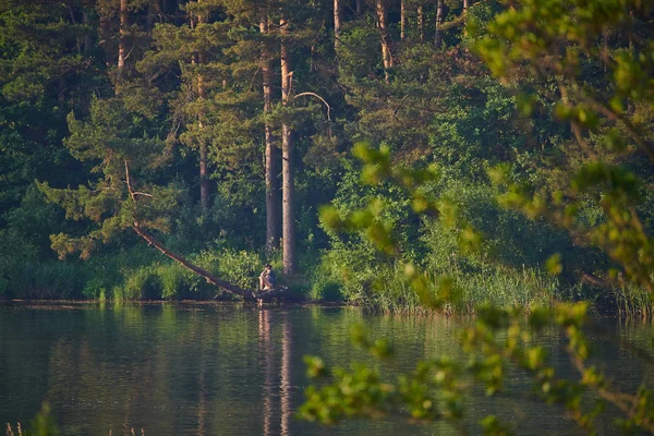 Yeşil ağaçlarla dolu bir yaz gününde güneşli Avrupa orman manzarası