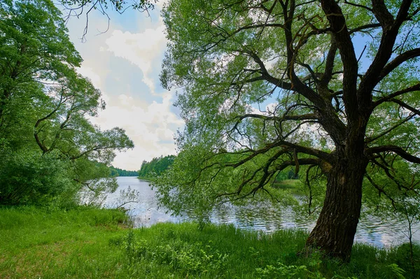 Huzurlu kırsal yaz Avrupa manzarası Yeşil ağaçlar ve va