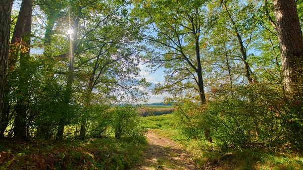 Klidná venkovská letní evropská krajina se zelenými stromy a wa — Stock fotografie