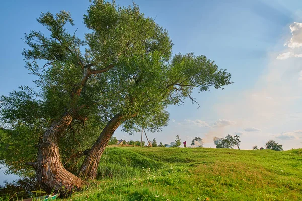 Huzurlu kırsal yaz Avrupa manzarası Yeşil ağaçlar ve va