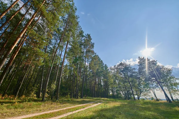 Солнечный европейский лесной пейзаж в летний день с зелеными деревьями — стоковое фото