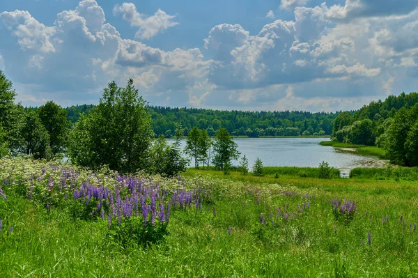 Huzurlu kırsal yaz Avrupa manzarası Yeşil ağaçlar ve va