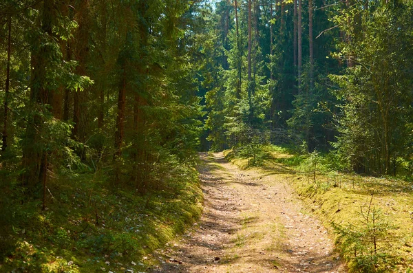 Slunečné evropské lesní krajiny v letní den se zelenými stromy — Stock fotografie