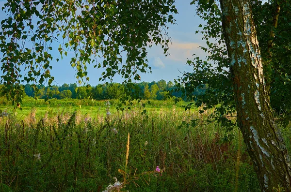 Huzurlu kırsal yaz Avrupa manzarası Yeşil ağaçlar ve va