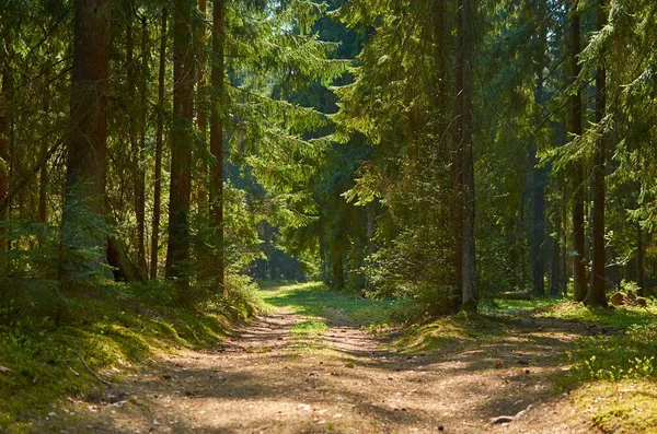 Slunečné evropské lesní krajiny v letní den se zelenými stromy — Stock fotografie