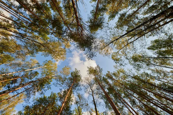 Słoneczny europejski krajobraz leśny w letni dzień z zielonymi drzewami Zdjęcie Stockowe
