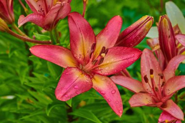 Yaz çiçekleri güneşli bir günde makro yağmurda yağmur damlalarıyla
