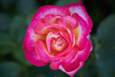 Güneşli bir günde, yaz bahçesinde pembe kırmızı güller.