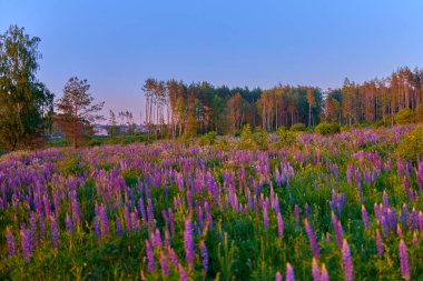 Su ormanındaki yeşil bir çayırda mor yaz lupin çiçekleri.