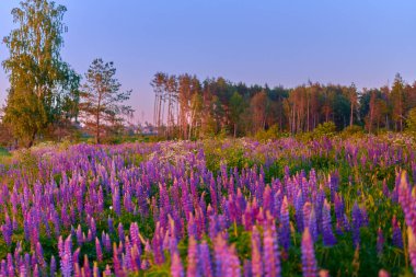 Su ormanındaki yeşil bir çayırda mor yaz lupin çiçekleri.