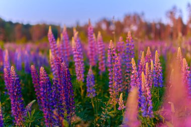 Su ormanındaki yeşil bir çayırda mor yaz lupin çiçekleri.