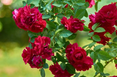 Güneşli bir günde, yaz bahçesinde pembe kırmızı güller.