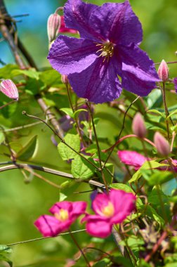 Mor menekşe klematis çiçeği güneşli bir yaz gününde